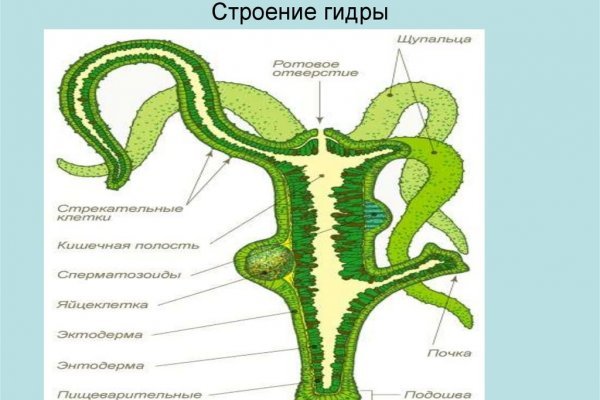 Домен кракена